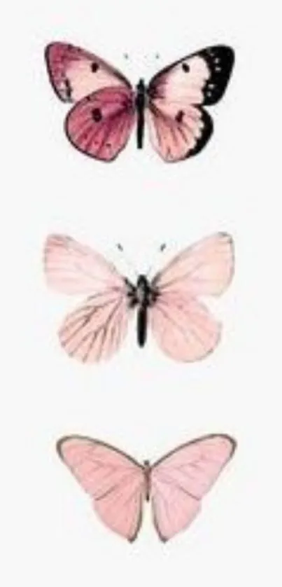 Three elegant pink butterflies on a white background.