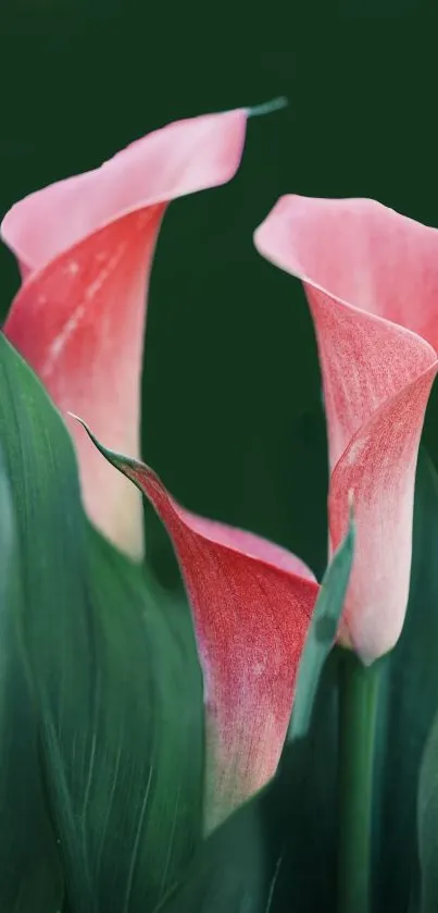 Pink Calla Lilies with green leaves wallpaper illustration.