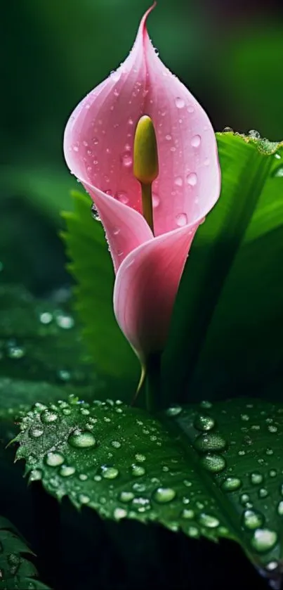 Pink Calla Lily with Green Leaves Wallpaper