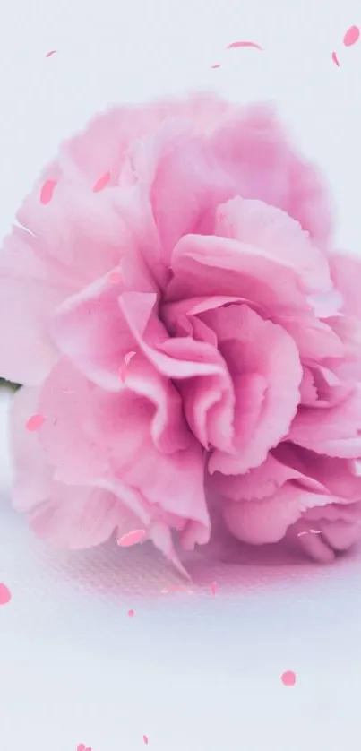 A beautiful pink carnation flower on a soft white background.