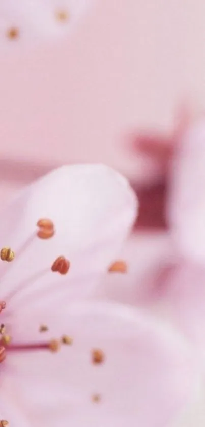 Close-up of pink cherry blossoms in soft focus, showcasing elegant petals.