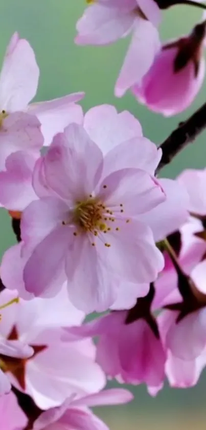 Pink cherry blossoms in full bloom on a branch.