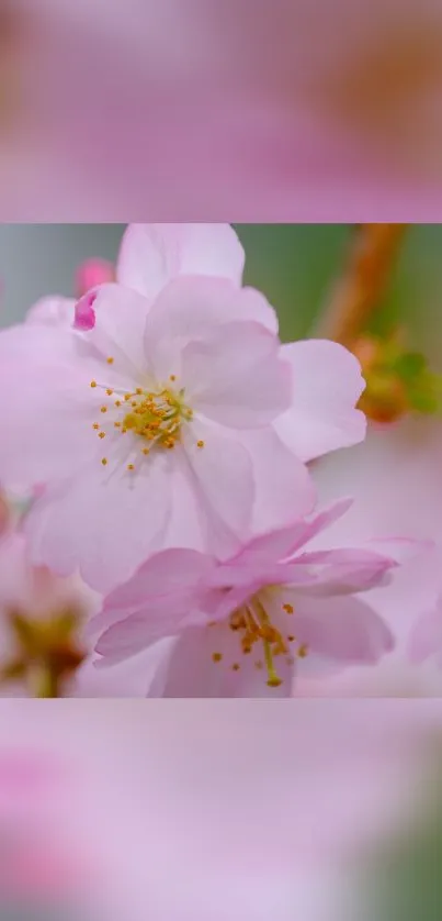 Mobile wallpaper of pink cherry blossoms in full bloom.