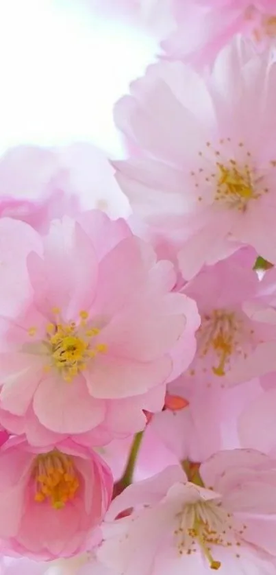 Pink cherry blossoms mobile wallpaper.