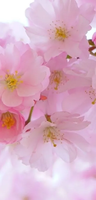 Elegant and light pink cherry blossoms in full bloom.