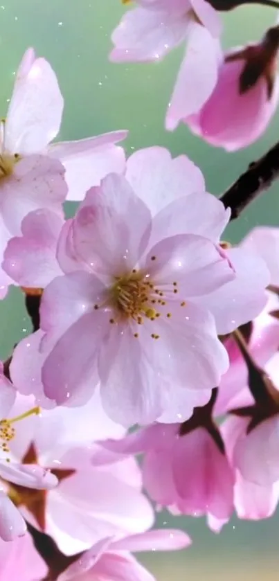 Cherry blossoms with pink petals on a branch.