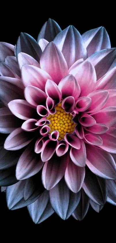 Pink dahlia flower on black background for mobile wallpaper.