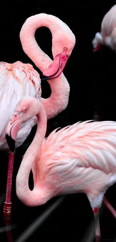 Elegant pink flamingos in serene posture on black background.