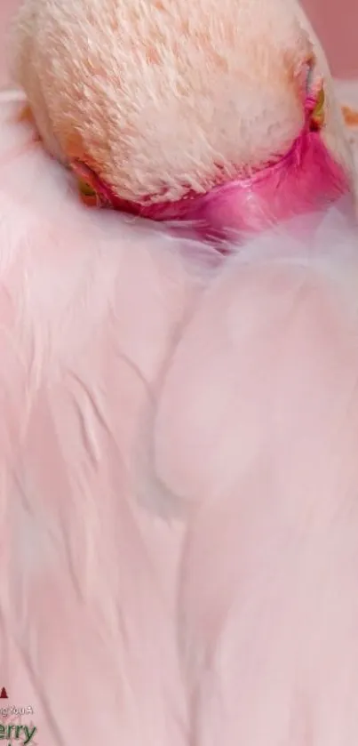 Close-up view of a pink flamingo's soft feathers and sleeping pose.