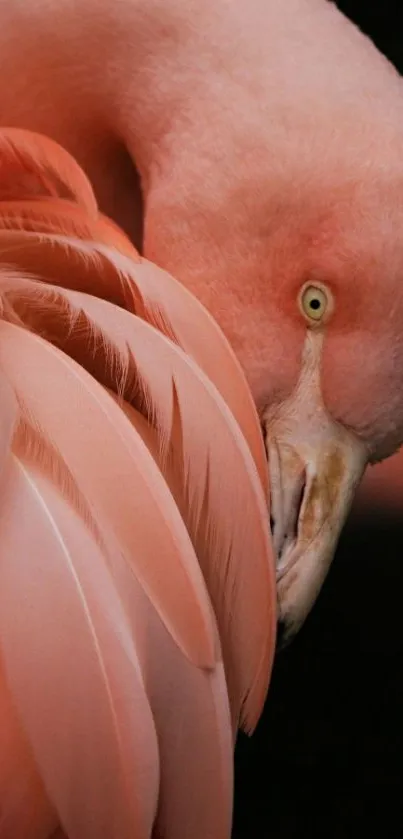 Close-up of a pink flamingo with detailed feathers against a dark background.