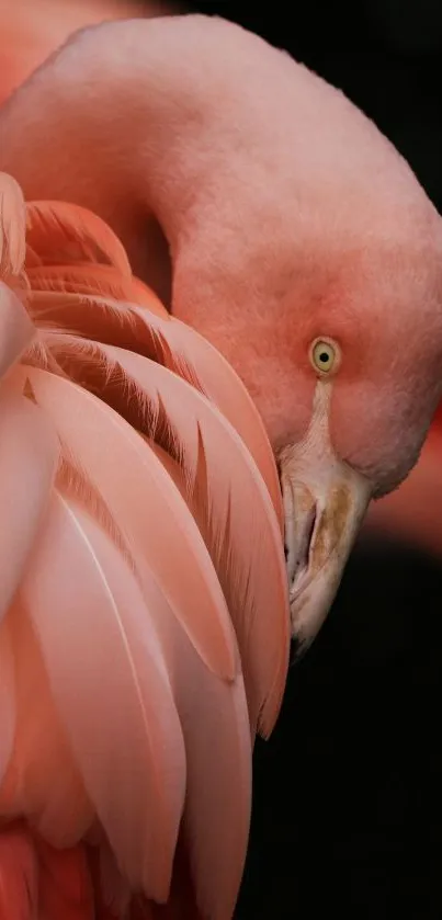 Close-up of a pink flamingo's feathers and profile.