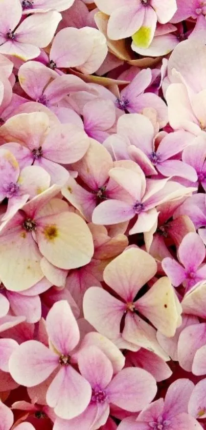 Pink hydrangea flower wallpaper for mobile.