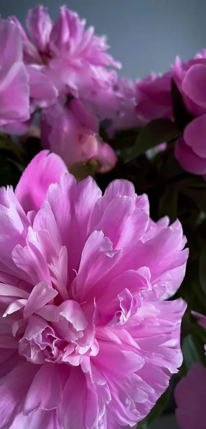 Beautiful pink peonies in full bloom, perfect for mobile wallpaper.