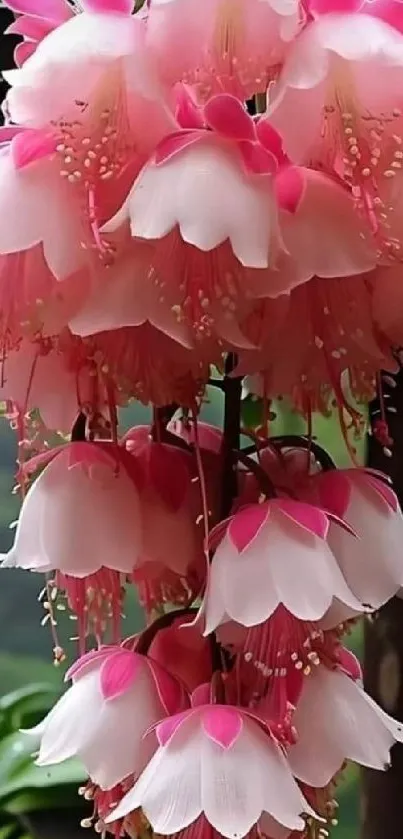 Elegant pink flowers cascading on green backdrop mobile wallpaper.