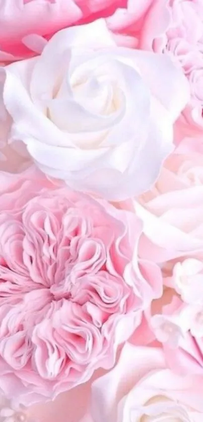 Elegant pink and white flower wallpaper with soft petals.