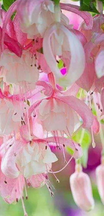 Beautiful pink hanging flowers in a vibrant natural scene.