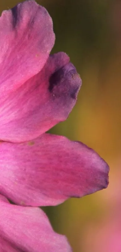 Close-up of pink flower petals in a vibrant and elegant wallpaper.