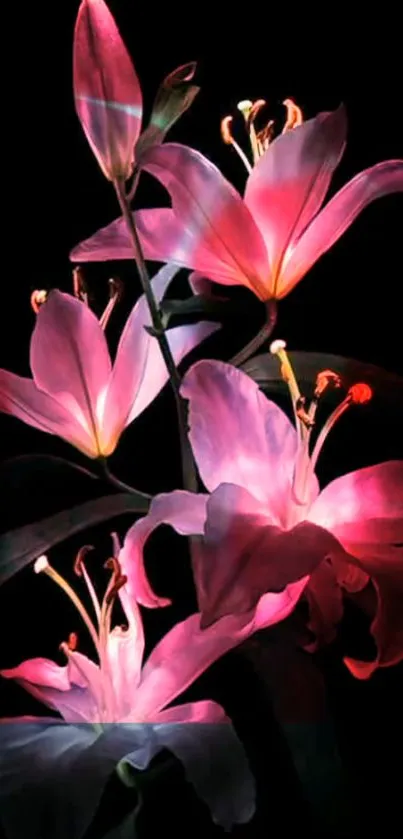 Elegant pink lilies on black mobile wallpaper.