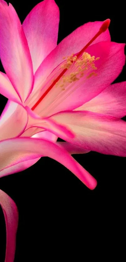 Pink cactus flower against black background.