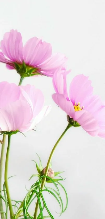 Pink flowers on a minimalist white background, elegant and soft wallpaper.