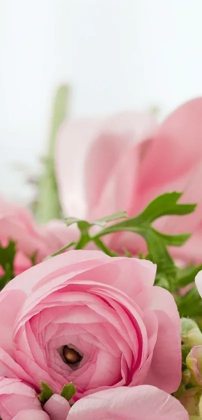 Elegant pink ranunculus flowers in soft focus, perfect for a mobile wallpaper.