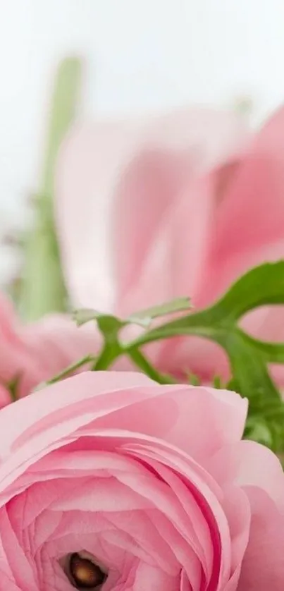 Elegant pink flower wallpaper with lush green leaves.