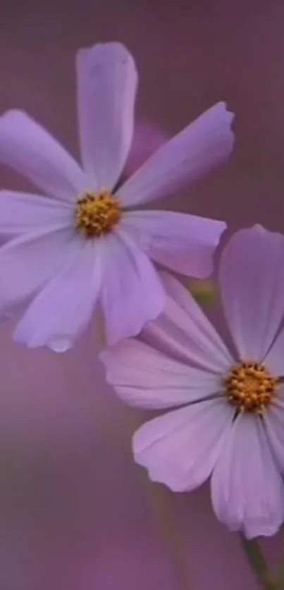 Lavender daisies on a soft pink background.