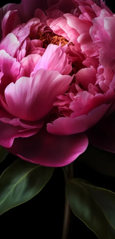 Elegant pink flower bloom with lush green leaves.