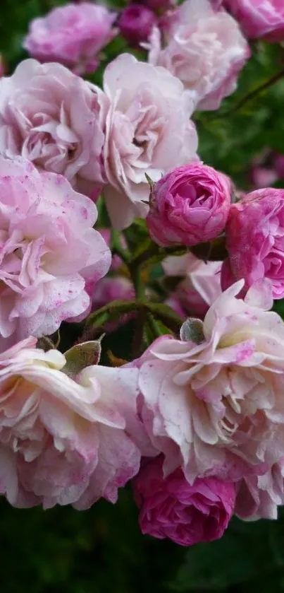 Elegant pink flowers in full bloom, perfect for mobile wallpaper.