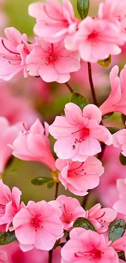 Beautiful pink flowers blooming in a vibrant and elegant arrangement.