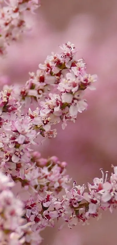 Elegant pink flower blossoms on a branch with a soft, blurred background.