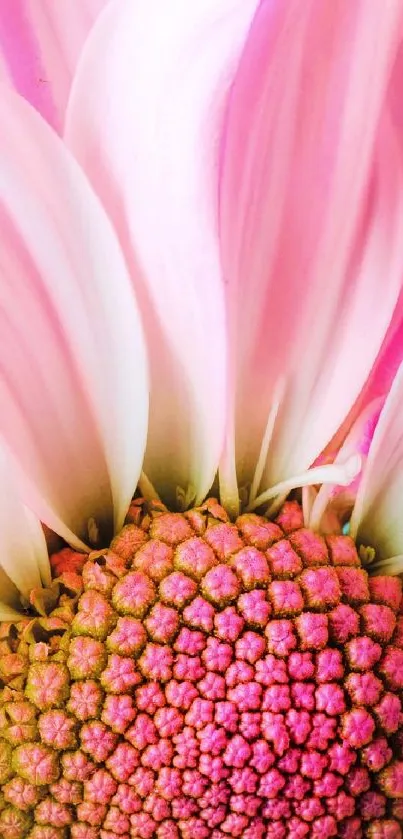 Close-up of a pink flower with vibrant petals and intricate center.