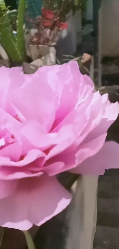 Close-up of a vibrant pink flower with delicate petals in a natural setting.