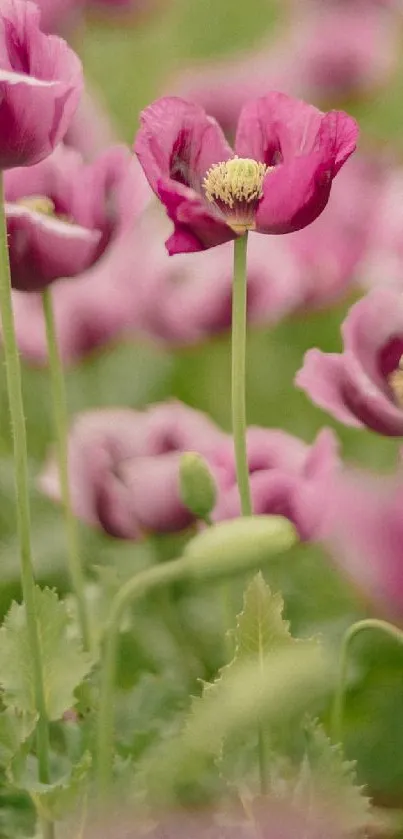 Mobile wallpaper featuring a serene field of pink flowers in bloom.