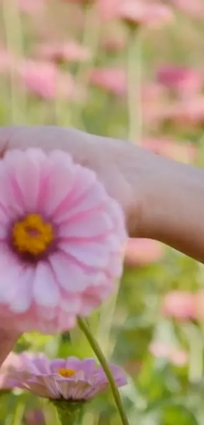 Hand holding a pink flower with a soft blurred background.