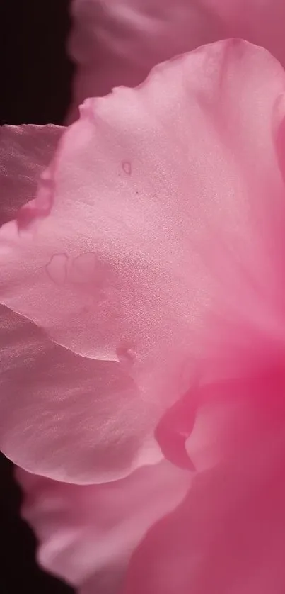 Close-up of elegant pink flower petals.