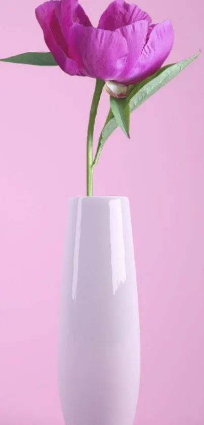 Elegant pink flower in white vase on soft pink background.