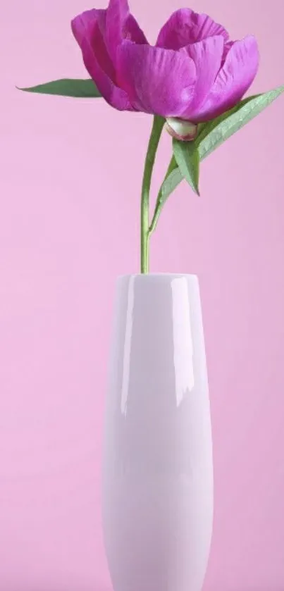 Pink flower in white vase on pink background.