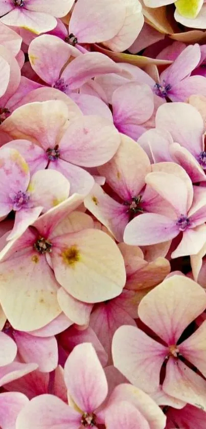 Close-up of light pink flowers forming a seamless mobile wallpaper design.