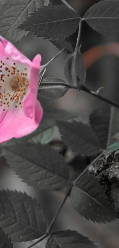 Elegant wallpaper with pink flower and dark leaves.