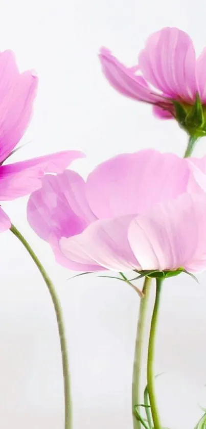 Elegant pink flowers with green stems on white background.