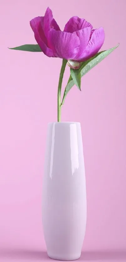 Pink flower in a white vase on a soft pink background.