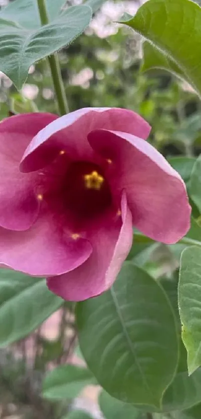 Close-up of a pink flower with green leaves in the background.