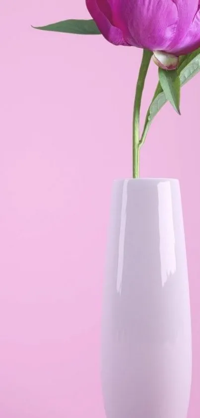 Elegant pink flower in vase with soft pink background.