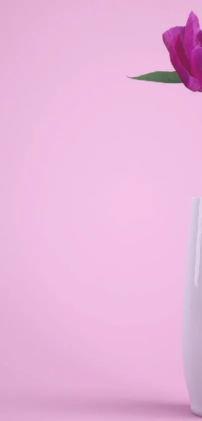 Pink flower in a white vase against a pink background.