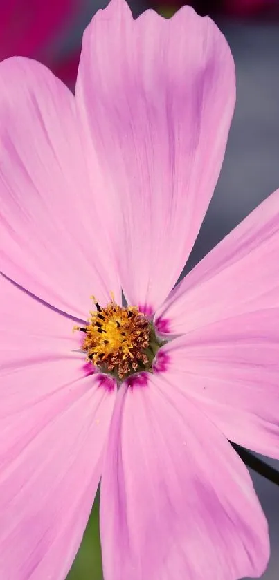 Pink flower close-up with serene background.