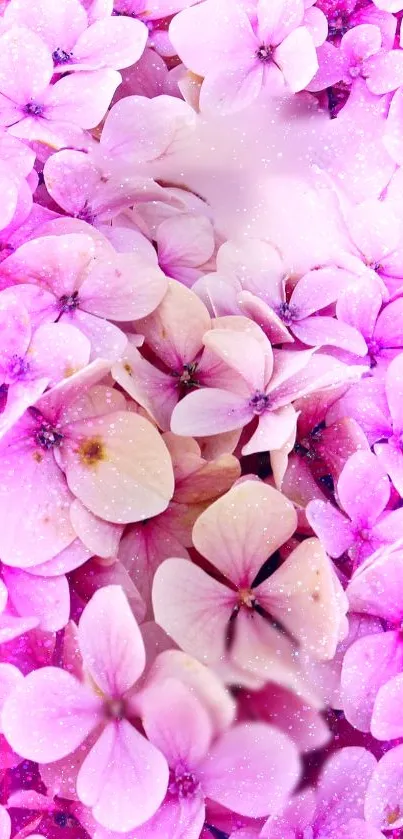 Pink hydrangea flowers wallpaper with elegant and delicate blooms.