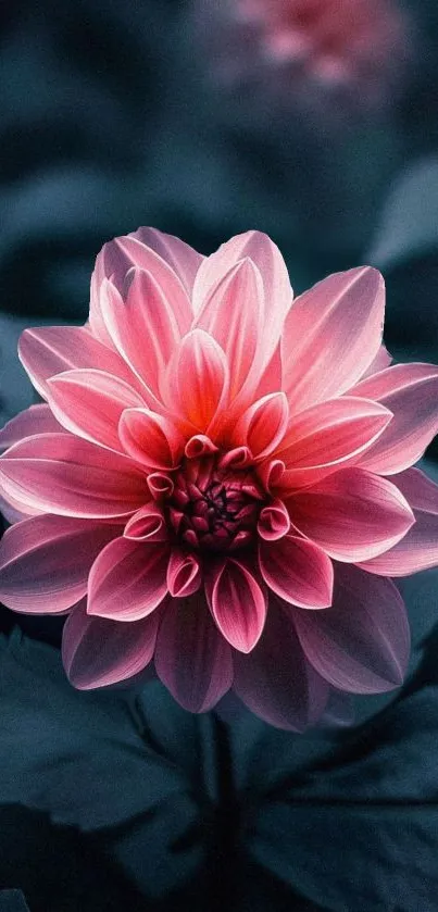 Elegant pink flower with dark blue background wallpaper.