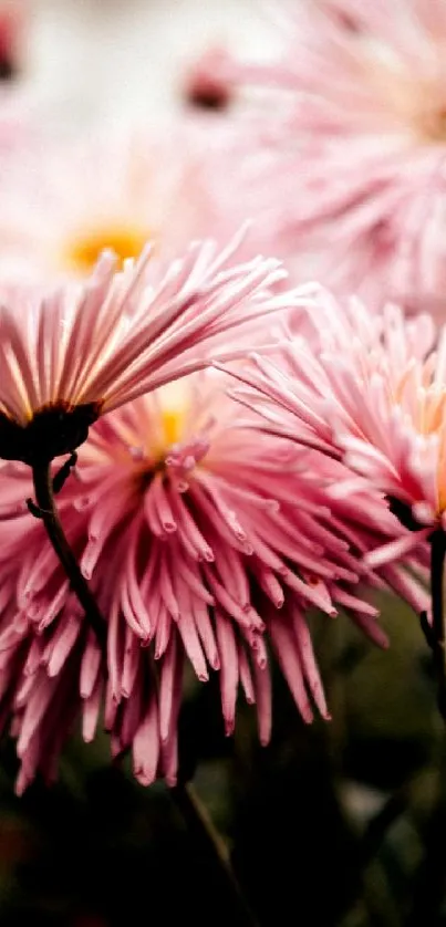 Mobile wallpaper with elegant pink flowers.