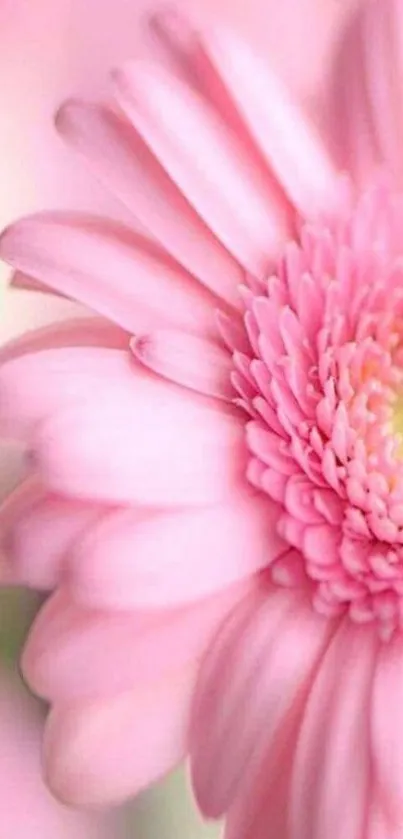 Close-up view of a pink flower with soft petals in a serene setting.